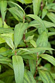 VIETNAMESE CORIANDER (PERSICARIA ODORATA)