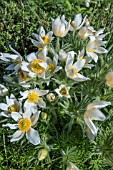 PULSATILLA VULGARIS ALBA