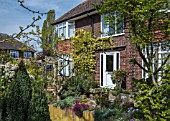 SPRING GARDEN ROSA BANKSIAE LUTEA RAISED BEDS WITH ALPINES