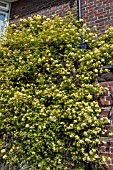 ROSA BANKSIAE LUTEA AGM ON HOUSE WALL