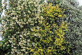 SMALL GARDEN TREES. DRIMYS WINTERI BETULA ALBA GOLDEN CLOUD AND PITTOSPORUM GARNETTII