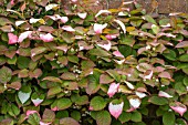 ACTINIDIA KOLOMIKTA AGM