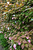 ACTINIDIA KOLOMIKTA AGM