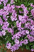 PHLOX SUBULATA FORT HILL