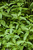 SWISS MINT - (MENTHA SPICATA CV)