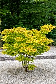 ACER CAPPADOCICUM AUREUM  AGM