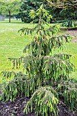 PICEA BREWERIANA AGM