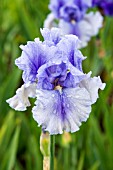 IRIS GERMANICA OLYMPIADE