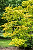 ACER CAPPADOCICUM AUREUM  AGM SHOWING RED WINGED SEEDS