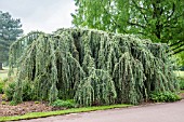 CEDRUS ATLANTICA GLAUCA PENDULA