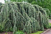 CEDRUS ATLANTICA GLAUCA PENDULA