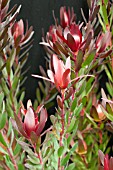 LEUCADENDRON SAFARI SUNSET