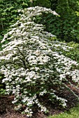 VIBURNUM PLICATUM PINK BEAUTY