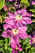 CLEMATIS ALAINA