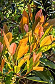 RAPHIOLEPIS INDICA COPPERTONE