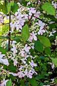VIBURNUM PLICATUM MOLLY SCHROEDER