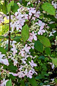 VIBURNUM PLICATUM MOLLY SCHROEDER