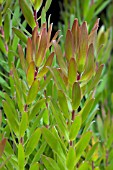 LEUCADENDRON LAUREOLUM