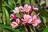 PLUMERIA RUBRA CALIFORNIA SUNSET