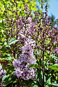 SYRINGA MINUET