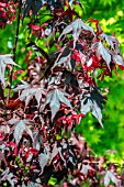 ACER PALMATUM FIREGLOW