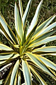 YUCCA GLORIOSA BRIGHT STAR