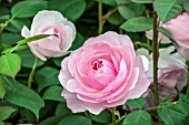 ROSA OLIVIA ROSE AUSTIN ENGLISH LEANDER HYBRID