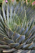 ALOE POLYPHYLLA