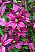 CLEMATIS LIBERATION