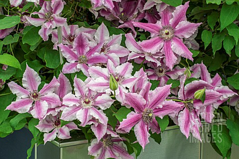 CLEMATIS_OHLALA