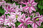 CLEMATIS OH-LA-LA