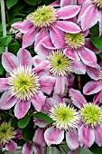 CLEMATIS EMPRESS