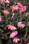 ERICA CERINTHIODES