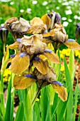 IRIS GERMANICA GINGERBREAD MAN