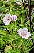 GERANIUM HIMALAYENSE DERRICK COOK