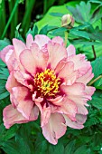 PAEONIA COPPER KETTLE