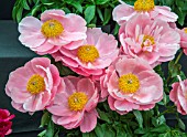 PAEONIA SALMON DREAM