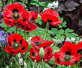 PAPAVER COMMUTATUM