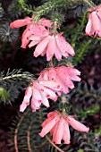 ERICA CERINTHIODES