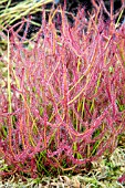 DROSERA BINATA