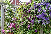 CLEMATIS FENCE WITH VIITICELLA HYBRIDS