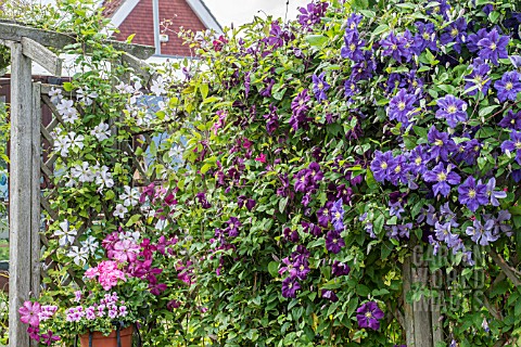 CLEMATIS_FENCE_WITH_VIITICELLA_HYBRIDS