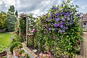 CLEMATIS ON FENCE WITH ALPINE GARDEN