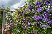 CLEMATIS IN THE GARDEN