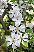CLEMATIS WHITE PRINCE CHARLES
