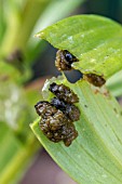 LARVEA OF LILY BEETLE (LILIOCERIS LILII)