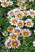 GAZANIA BIG KISS WHITE FLAME