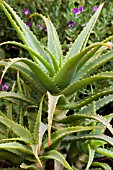 ALOE ARBORESCENS