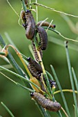 ASPARAGUS BEETLE LARVEA  (CRIOCERIS ASPARGI)