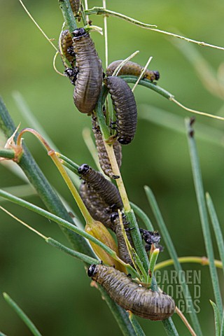 ASPARAGUS_BEETLE_LARVEA__CRIOCERIS_ASPARGI